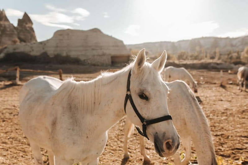 Cappadocia: Horse Riding Tour with Hotel Transfer - Should you book this Cappadocia horse riding tour?