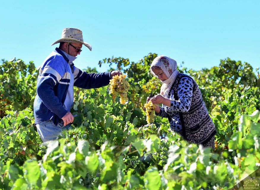Cappadocia: Private Half-Day Vineyards & Wine Tasting Tour - Key Points at a Glance
