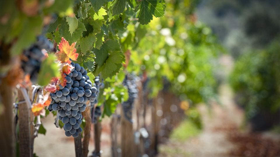 Cappadocia: Private Half-Day Vineyards & Wine Tasting Tour - The Two Other Winery Stops: Why Three Tastings Add Up