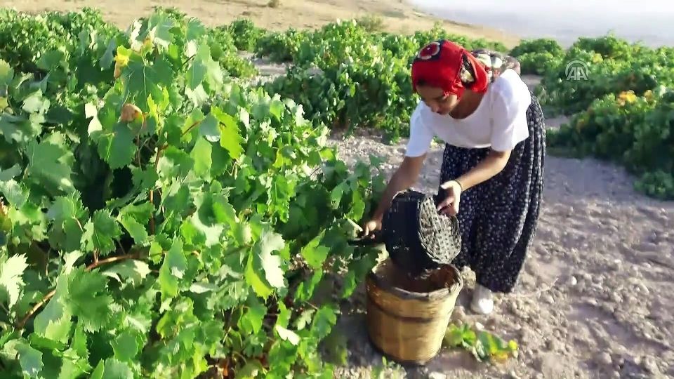 Cappadocia: Private Half-Day Vineyards & Wine Tasting Tour - Guides, Conversation, and the Small Extras That Make It Feel Personal