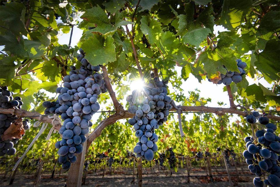 Cappadocia: Private Half-Day Vineyards & Wine Tasting Tour - Price and Value: Is $236 Worth It?